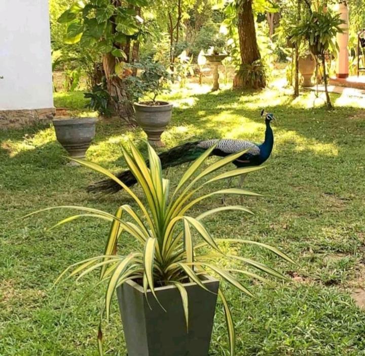 Bay Hill Guest House تانجالي المظهر الخارجي الصورة