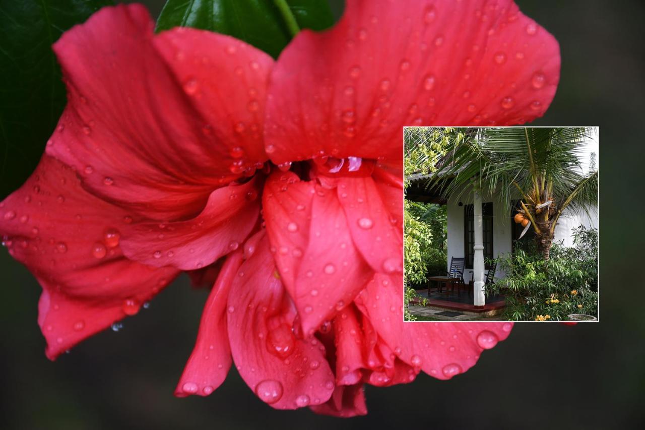 Bay Hill Guest House تانجالي المظهر الخارجي الصورة
