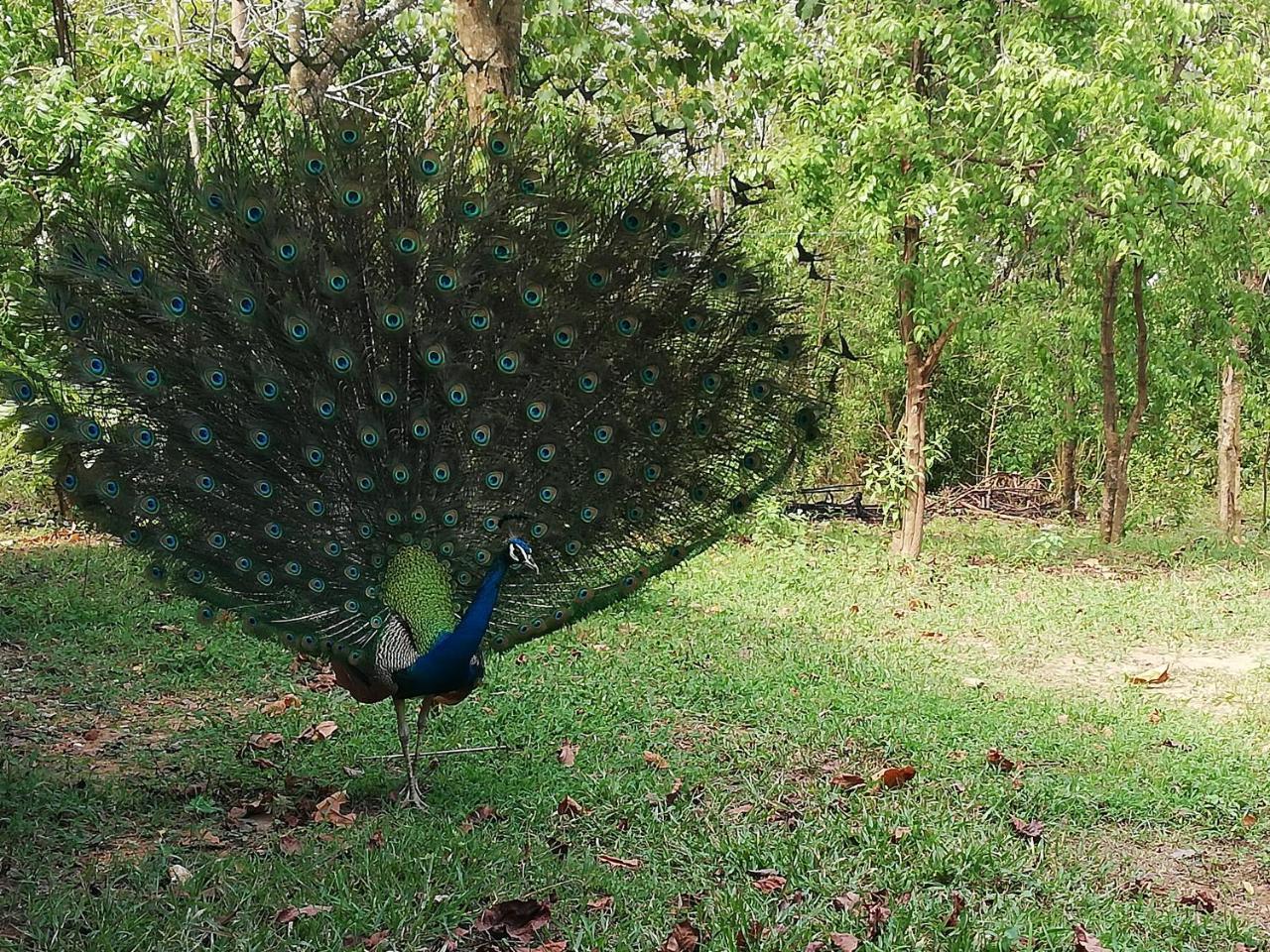 Bay Hill Guest House تانجالي المظهر الخارجي الصورة